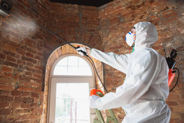 Biohazard Mold Removal in Portola Valley, CA